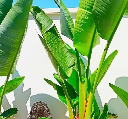 Alojamento de Acomodação e Pequeno-almoço Via Del Mare Presicce